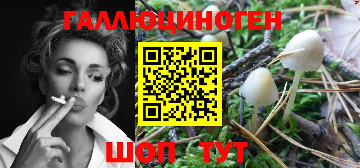 Псилоцибиновые грибы Psilocybe Кунгур
